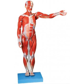 MALE MUSCLE FIGURE 2 PARTS (HARD)